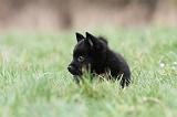 SCHIPPERKE 388